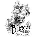 busch
